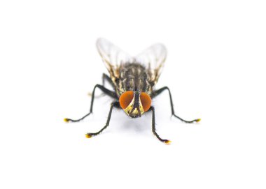 Adult flesh fly - Sarcophaga crassipalpis Macquart - these flies depend on live or dead tissue to complete their life cycle. Front view isolated on white background clipart