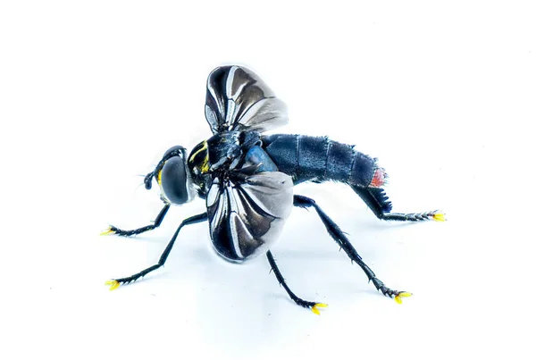 Lanipy Trichopoda Gatunek Owłosionej Lub Piórkowej Muchy Widok Profilu Bocznego — Zdjęcie stockowe