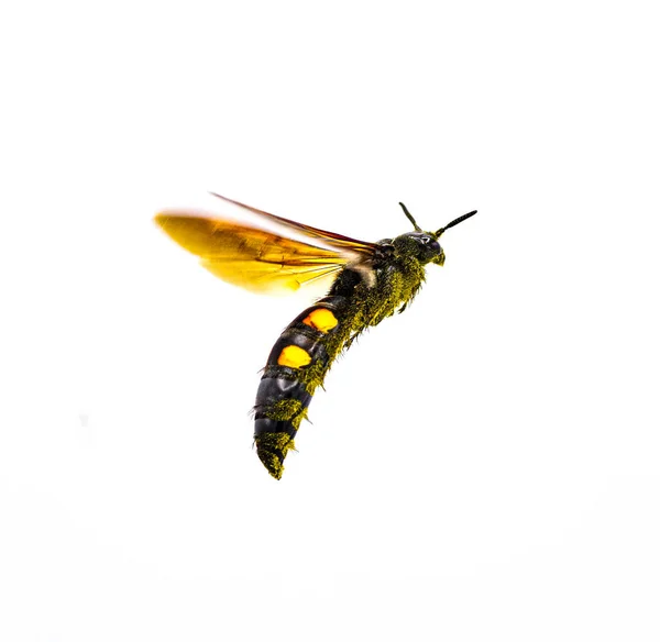 大四斑点Scoliid Wasp Pygodasis Quadrimaculata Female Adult Front Side Angle Profile — 图库照片