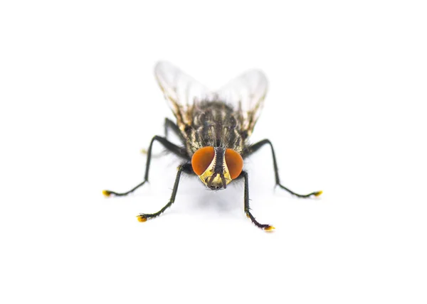 성충의 날파리 코파가 파리들은 주기를 마치기 있거나 조직에 배경에 고립된 — 스톡 사진