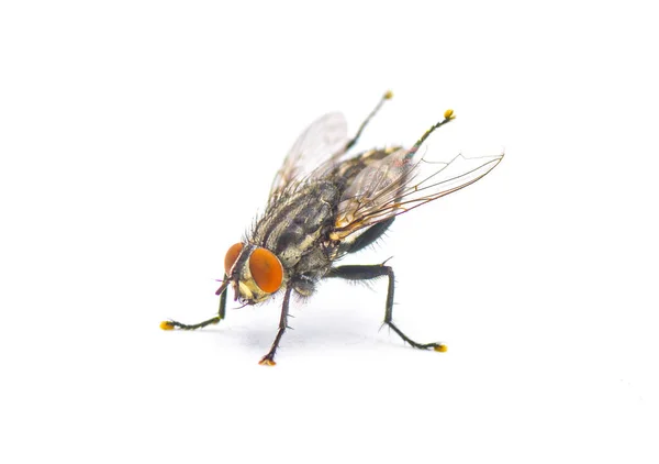 Volwassen Vleesvlieg Sarcophaga Crassipalpis Macquart Deze Vliegen Zijn Afhankelijk Van — Stockfoto