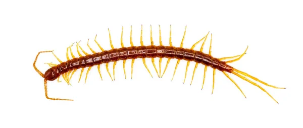 Велика Червона Сотня Жовтими Ногами Східна Кора Centipede Scolopocryptops Sexspinosus — стокове фото