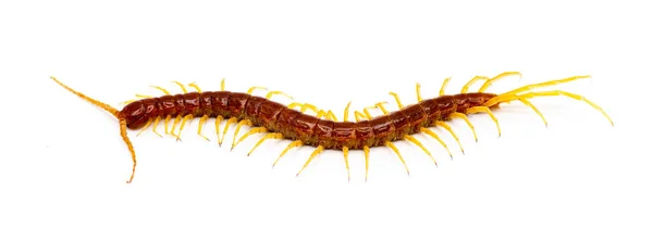 Велика Червона Сотня Жовтими Ногами Східна Кора Centipede Scolopocryptops Sexspinosus — стокове фото