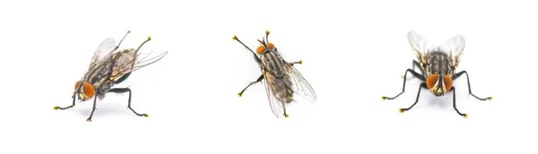 Ενηλίκων Μύγα Σάρκας Sarcophaga Crassipalpis Macquart Αυτές Μύγες Εξαρτώνται Από — Φωτογραφία Αρχείου