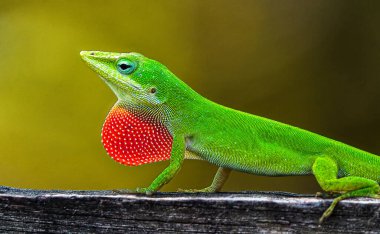 Vahşi Yeşil Anole - Anolis carolinensis - kırmızı çiğ taneciklerini gösteriyor. Ahşap çitin tepesinde yetişkin bir erkek. Florida doğumlu