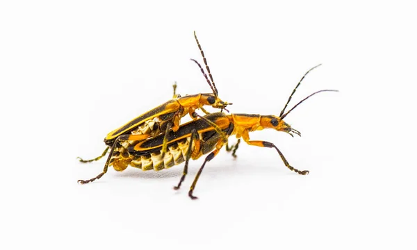 Chauliognathus Marginatus Margined Leatherwing Margined Soldier Beetle Side Profile View — Stock Photo, Image