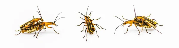 Chauliognathus Marginatus Escarabajo Cuero Marginado Escarabajo Soldado Marginado Tres Puntos —  Fotos de Stock