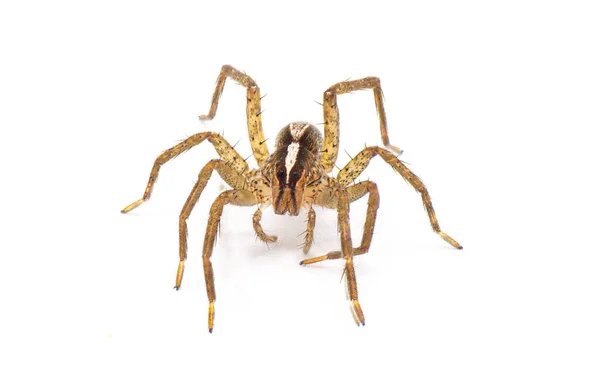 Hentz Kurt Örümceği Rabidosa Hentzi Beyaz Arka Planda Gözleri Pedipalpı — Stok fotoğraf