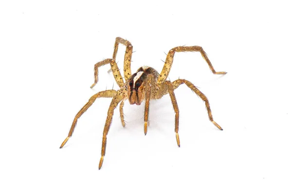 Hentz Kurt Örümceği Rabidosa Hentzi Kameraya Doğru Sürünüyor Beyaz Arka — Stok fotoğraf