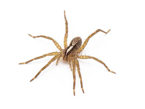 Hentz Wolf Spider Rabidosa Hentzi Vue Profil Latérale Supérieure Isolée — Photo