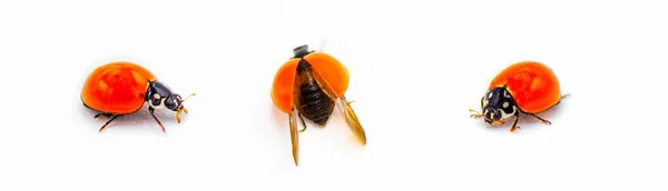 Cycloneda Sanguinea Kumbang Wanita Bersih Atau Kumbang Ladybug Adalah Spesies — Stok Foto