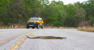 Güzel çıngıraklı yılan kaldırımda ya da asfalt yolda trafiğin yoğun olduğu yoldan geçiyor. Doğu Diamondback - adamanteus crotalus - uzun çıngırak ve dil dışarı