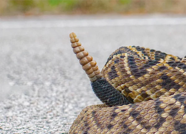 Keleti Gyémánthátú Csörgőkígyó Csörgőkígyó Vagy Csörgőkígyó Crotalus Adamanteus Közelkép Csörgőkígyóról — Stock Fotó