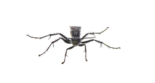 Büyük Siyah Kazıcı Eşekarısı Sfenks Pensilvanicus Tarantula Şahiniyle Benzer Bir — Stok fotoğraf