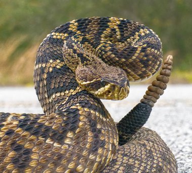 Dünyanın tüm çıngıraklı yılanlarının kralı, Doğu Elmas sırtlı çıngıraklı yılan Crotalus Adamanteus 'un grevdeki görüntüsü kameraya dönük. 9 tıkırtı ve bir düğme