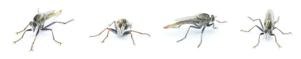 Robber Fly Geïsoleerd Witte Achtergrond Proctacanthus Brevipennis Soort Florida Extreem — Stockfoto