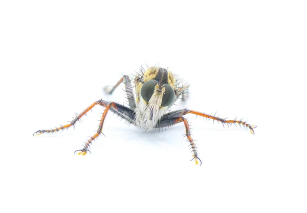 Robber Fly白い背景に孤立した プロクタカントス Proctacanthus 頭字語 フロリダの種 足や顔に毛や毛を示す非常に詳細なマクロクローズアップ 正面図 — ストック写真