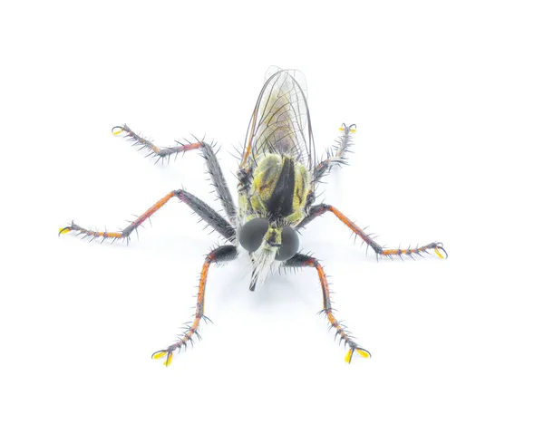 Räuberfliege Vereinzelt Auf Weißem Hintergrund Proctacanthus Brevipennis Arten Florida Extrem — Stockfoto