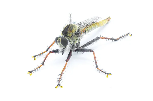Robber Fly Isolated White Background Proctacanthus Brevipennis Species Florida Extremely — Stock Photo, Image