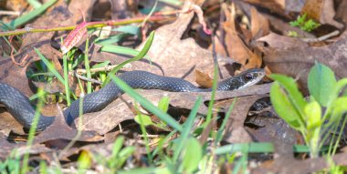 Wild southern black racer - Coluber constrictor priapus - slithering through leaves on the ground while searching for food in the garden. clipart