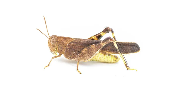 Grasshopper Alado Amarelo Sul Arfia Granulata Vista Perfil Lateral Isolado — Fotografia de Stock
