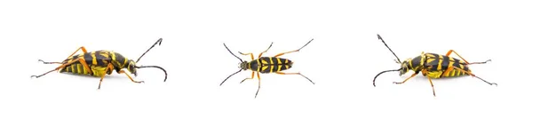 斑马龙角豆 斑马线斑马 黑色和黄色与红色橙色的腿 白色背景的孤立的剪裁 三种观点 — 图库照片