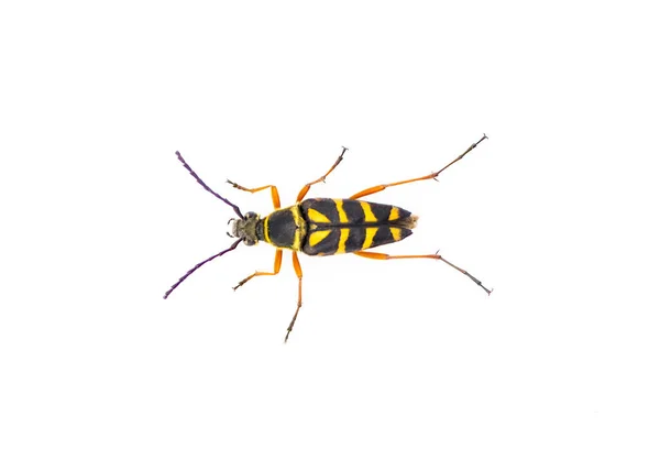 ゼブラロングホーンビートル タイポケロスゼブラ 赤オレンジ色の足で黒と黄色 白い背景に切り取られた隔離された 最上階背景色 — ストック写真