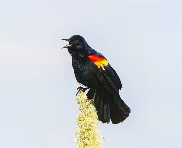 male red winged black bird - Agelaius phoeniceus - mouth open vocalizing or calling with light blue sky background while perched on mossy tree branch
