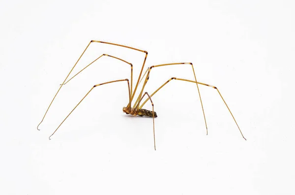 苍白的爸爸长腿或长腿蜘蛛 Smeringopus Pallidus 侧面轮廓视图孤立于白色背景 — 图库照片