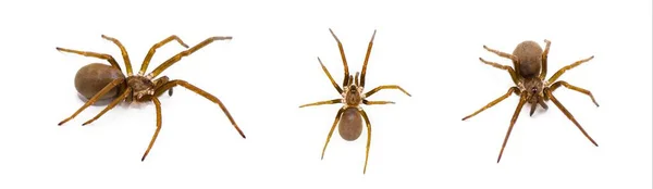 Southern House Spider Kukulcania Hibernalis Tres Vistas Aisladas Sobre Fondo —  Fotos de Stock