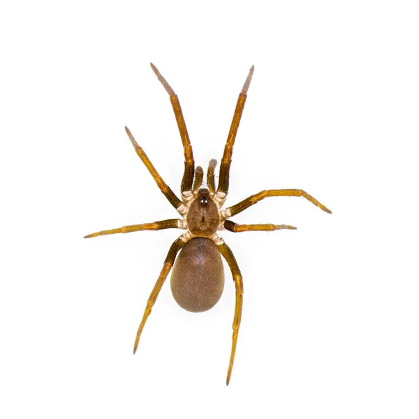 Southern House Spider Kukulcania Hibernalis Top Dorsal View Isolated White — Stock Photo, Image