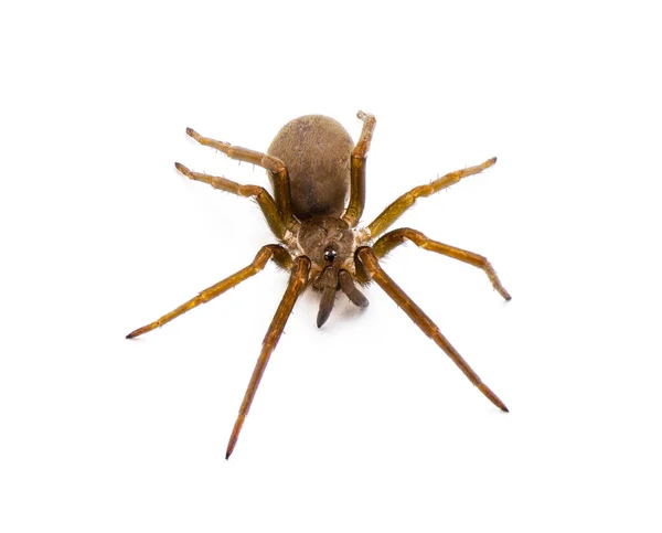 南宫蜘蛛 Kukulcania Hibernalis 顶部前视图 白色背景隔离 细节贯穿整个 — 图库照片