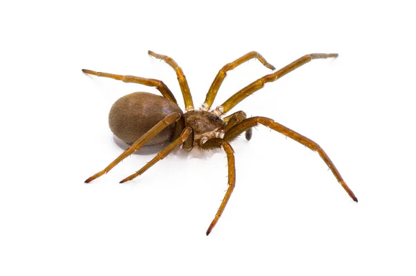 Southern House Spider Kukulcania Hibernalis Vista Lateral Perfil Superior Aislada —  Fotos de Stock