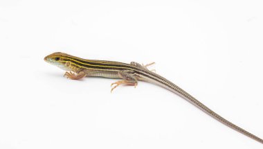 Altı çizgili yarışçı kertenkele - Aspidoscelis sexlineatus - beyaz arka planda izole edilmiş yan profil görüntüsü. Sıcak kurak Sandy 'de iyi kurutulmuş habitatta büyürler. Florida örneği