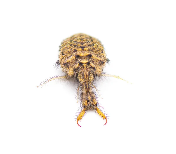Karınca Aslanı Larva Formu Muhtemelen Myrmeleon Immaculatus Beyaz Arkaplanda Izole — Stok fotoğraf