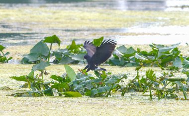 male snail kite - Rostrhamus sociabilis plumbeus -   landing with talons out about to grab an apple snail with vegetation water background clipart