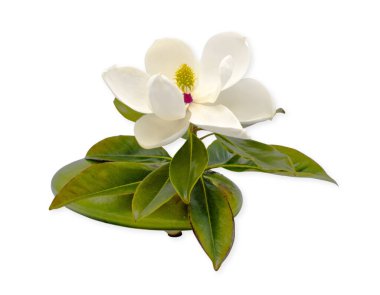 Büyük güney Magnolia - Magnolia grandiflora - çiçek, çiçek ya da çiçek tamamen açık sarı ve kırmızı orta ve yeşil yaprakları beyaz arka planda izole edilmiş çiçek kurbağasında gösterir.