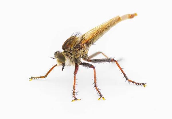 Robber Fly Isolated White Background Proctacanthus Brevipennis Species Florida Deep — Stock Photo, Image
