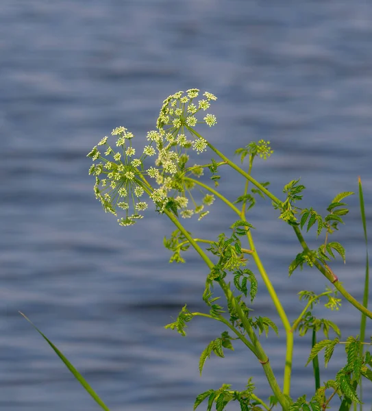 stock image water hemlock - Cicuta maculata - in bloom, flower, blossom with blue water background. one of the most toxic plants on earth. closely related to the hemlock used to execute Socrates