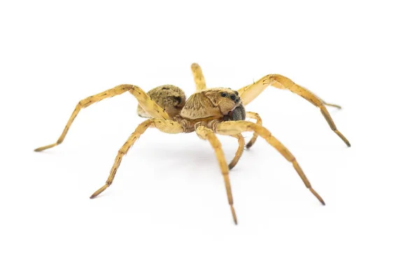 Tigrosa Anexa Uma Espécie Aranha Família Lycosidae Pode Ser Encontrada — Fotografia de Stock