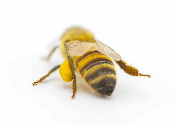 Δυτική Μέλισσα Ευρωπαϊκή Μέλισσα Apis Mellifera Closeup Οπίσθια Όψη Που — Φωτογραφία Αρχείου
