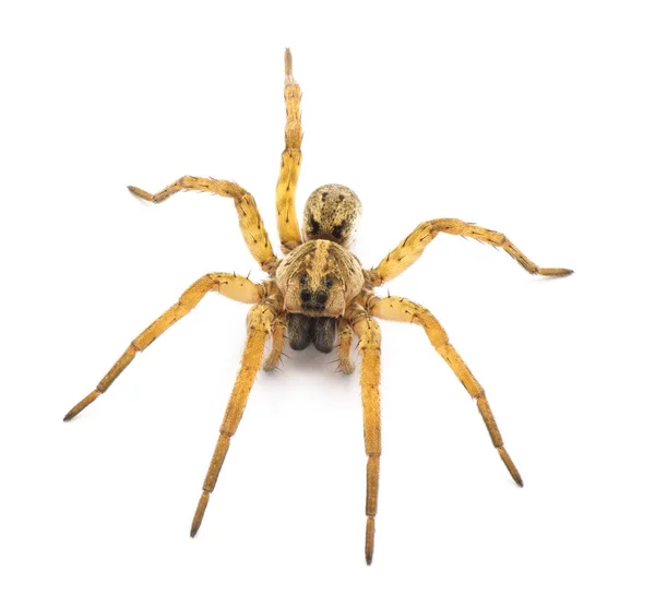 Tigrosa Annexa Druh Vlčího Pavouka Čeledi Lycosidae Nachází Spojených Státech — Stock fotografie