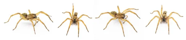 티그로 Annexa Tigrosa Annexa 속하는 거미의 일종이다 미국에서 배경에서도 견해가 — 스톡 사진