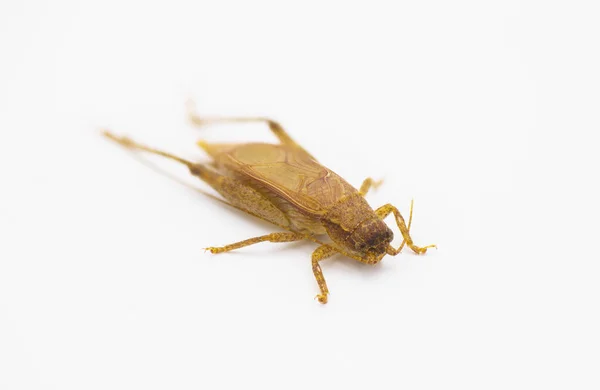 Brown False Jumping Bush Cricket Hapithus Luteolira Species Cricket Family — Stock Photo, Image