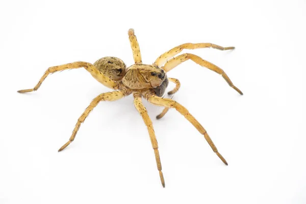 Tigrosa Annexa Druh Vlčího Pavouka Čeledi Lycosidae Nachází Spojených Státech — Stock fotografie