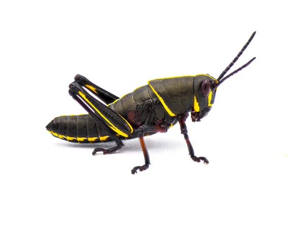 若い東またはフロリダLubberバッタ Romalea Microptera 若いニンフステージ黒と黄色のストライプカラー相 白地に隔離された — ストック写真