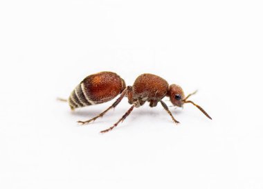 Kadife karınca - Dasymutilla sp. Mutillidae familyasından bir böcek. Dişilerin kanatları yoktur ve bunlar aslında arı, karınca değil. Beyaz arka planda izole edilmiş. Yan profil görünümü