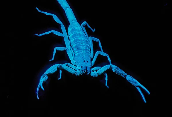 Blue scorpion Stock Photos, Royalty Free Blue scorpion Images