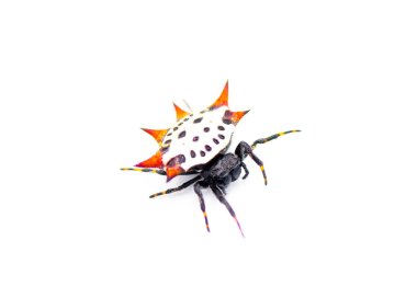 Spiny backed orb weaver spider - Gasteracantha cancriformis - aka crab or kite spider crawling right view isolated on white background clipart