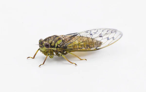 Groene Grijze Bruine Hiërogliefen Cicade Vlieg Neocicada Hieroglyphica Zijaanzicht Geïsoleerd — Stockfoto